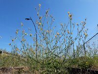 Chondrilla juncea 16, Biesknikbloem, Saxifraga-Ed Stikvoort