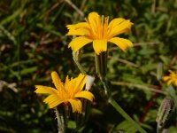 Chondrilla juncea 17, Biesknikbloem, Saxifraga-Ed Stikvoort