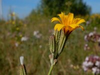 Chondrilla juncea 18, Biesknikbloem, Saxifraga-Ed Stikvoort