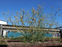 Chondrilla juncea 19, Biesknikbloem, Saxifraga-Ed Stikvoort