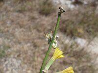 Chondrilla juncea 2, Biesknikbloem, Saxifraga-Jasenka Topic