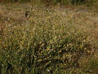 Chondrilla juncea 20, Biesknikbloem, Saxifraga-Ed Stikvoort