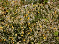 Chondrilla juncea 21, Biesknikbloem, Saxifraga-Ed Stikvoort