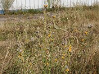 Chondrilla juncea 23, Biesknikbloem Saxifraga-Ed Stikvoort