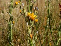 Chondrilla juncea 24, Biesknikbloem, Saxifraga-Ed Stikvoort