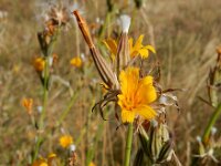 Chondrilla juncea 25, Biesknikbloem, Saxifraga-Ed Stikvoort