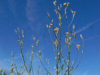 Chondrilla juncea 26, Biesknikbloem, Saxifraga-Ed Stikvoort
