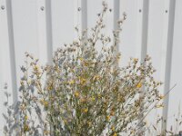 Chondrilla juncea 27, Biesknikbloem, Saxifraga-Ed Stikvoort