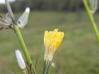Chondrilla juncea 3, Biesknikbloem, Saxifraga-Rutger Barendse