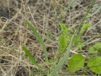 Chondrilla juncea 4, Biesknikbloem, Saxifraga-Rutger Barendse