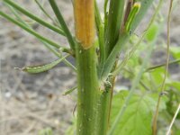 Chondrilla juncea 5, Biesknikbloem, Saxifraga-Rutger Barendse