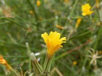 Chondrilla juncea 6, Biesknikbloem, Saxifraga-Rutger Barendse