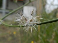 Chondrilla juncea 7, Biesknikbloem, Saxifraga-Rutger Barendse