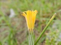 Chondrilla juncea 8, Biesknikbloem, Saxifraga-Rutger Barendse