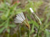 Chondrilla juncea 9, Biesknikbloem, Saxifraga-Rutger Barendse