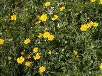 Chrysanthemum coronarium 2, Saxifraga-Jan van der Straaten