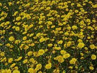 Chrysanthemum myconis 2, Saxifraga-Hans Grotenhuis