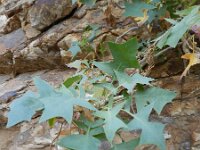 Chrysoprenanthes pendula 2, Saxifraga-Rutger Barendse