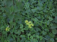 Chrysosplenium alternifolium 27, Verspreidbladig goudveil, Saxifraga-Hans Boll