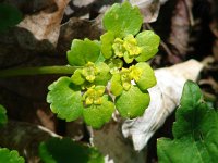 Chrysosplenium alternifolium 5, Verspreidbladig goudveil, Saxifraga-Jasenka Topic