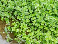 Chrysosplenium oppositifolium 12, Paarbladig goudveil, Saxifraga-Rutger Barendse