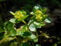 Chrysosplenium oppositifolium 23, Paarbladig goudveil, Saxifraga-Ed Stikvoort