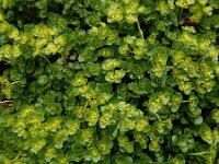 Chrysosplenium oppositifolium 30, Paarbladig goudveil, Saxifraga-Ed Stikvoort