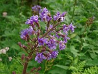Cicerbita alpina 25, Saxifraga-Hans Grotenhuis