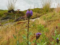 Cicerbita alpina 26, Saxifraga-Hans Grotenhuis