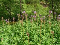 Cicerbita alpina 27, Saxifraga-Hans Grotenhuis
