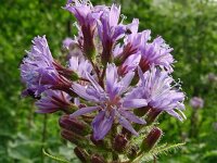 Cicerbita alpina 29, Saxifraga-Hans Grotenhuis