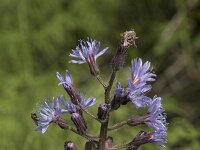 Cicerbita alpina 30, Saxifraga-Willem van Kruijsbergen