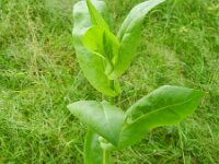 Cichorium endivia 2, Saxifraga-Rutger Barendse