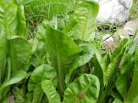 Cichorium endivia 3, Saxifraga-Rutger Barendse