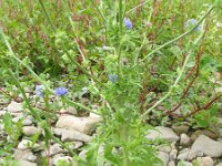 Cichorium endivia 8, Saxifraga-Rutger Barendse