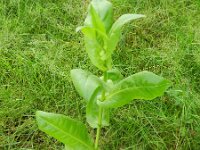 Cichorium endivia 9, Saxifraga-Rutger Barendse