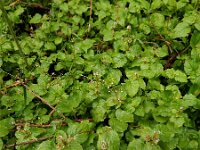 Circaea alpina 2, Alpenheksenkruid, Saxifraga-Ed Stikvoort