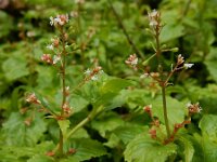 Circaea alpina 3, Alpenheksenkruid, Saxifraga-Ed Stikvoort