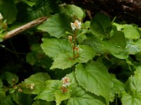 Circaea alpina 4, Alpenheksenkruid, Saxifraga-Ed Stikvoort