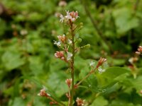 Circaea alpina 5, Alpenheksenkruid, Saxifraga-Ed Stikvoort