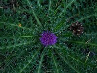 Cirsium acaule 3, Aarddistel, Saxifraga-Dirk Hilbers