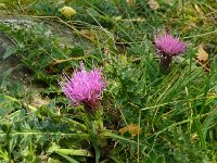 Cirsium acaulis 32, Aarddistel, Saxifraga-Hans Grotenhuis