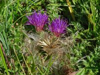 Cirsium acaulis 35, Aarddistel, Saxifraga-Hans Grotenhuis