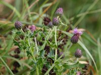 Cirsium arvense 11, Akkerdistel, Saxifraga-Rudmer Zwerver