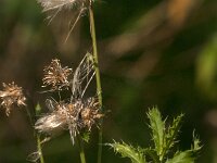 Cirsium arvense 45, Akkerdistel, Saxifraga-Jan van der Straaten