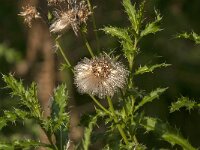 Cirsium arvense 46, Akkerdistel, Saxifraga-Jan van der Straaten