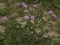 Cirsium arvense 8, Akkerdistel, Saxifraga-Willem van Kruijsbergen