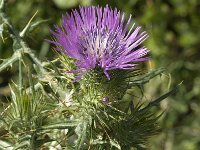 Cirsium creticum 2, Saxifraga-Jan van der Straaten