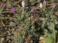 Cirsium creticum 4, Saxifraga-Willem van Kruijsbergen