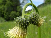 Cirsium erisithales 10, Bleekgele vederdistel, Saxifraga-Rutger Barendse